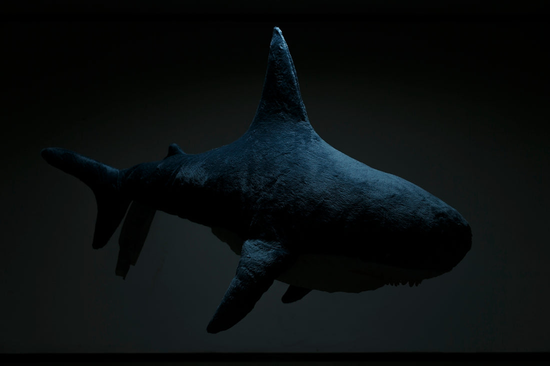 black shark in body of water