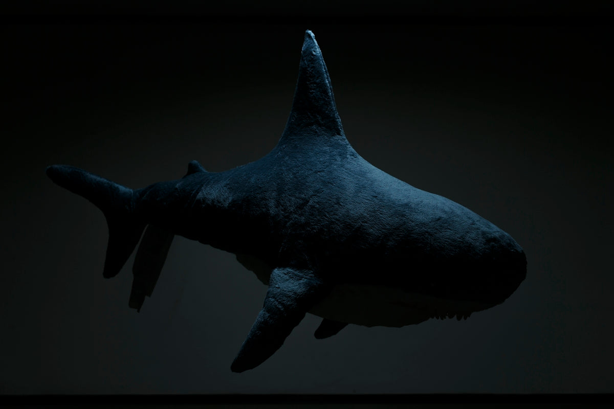 black shark in body of water
