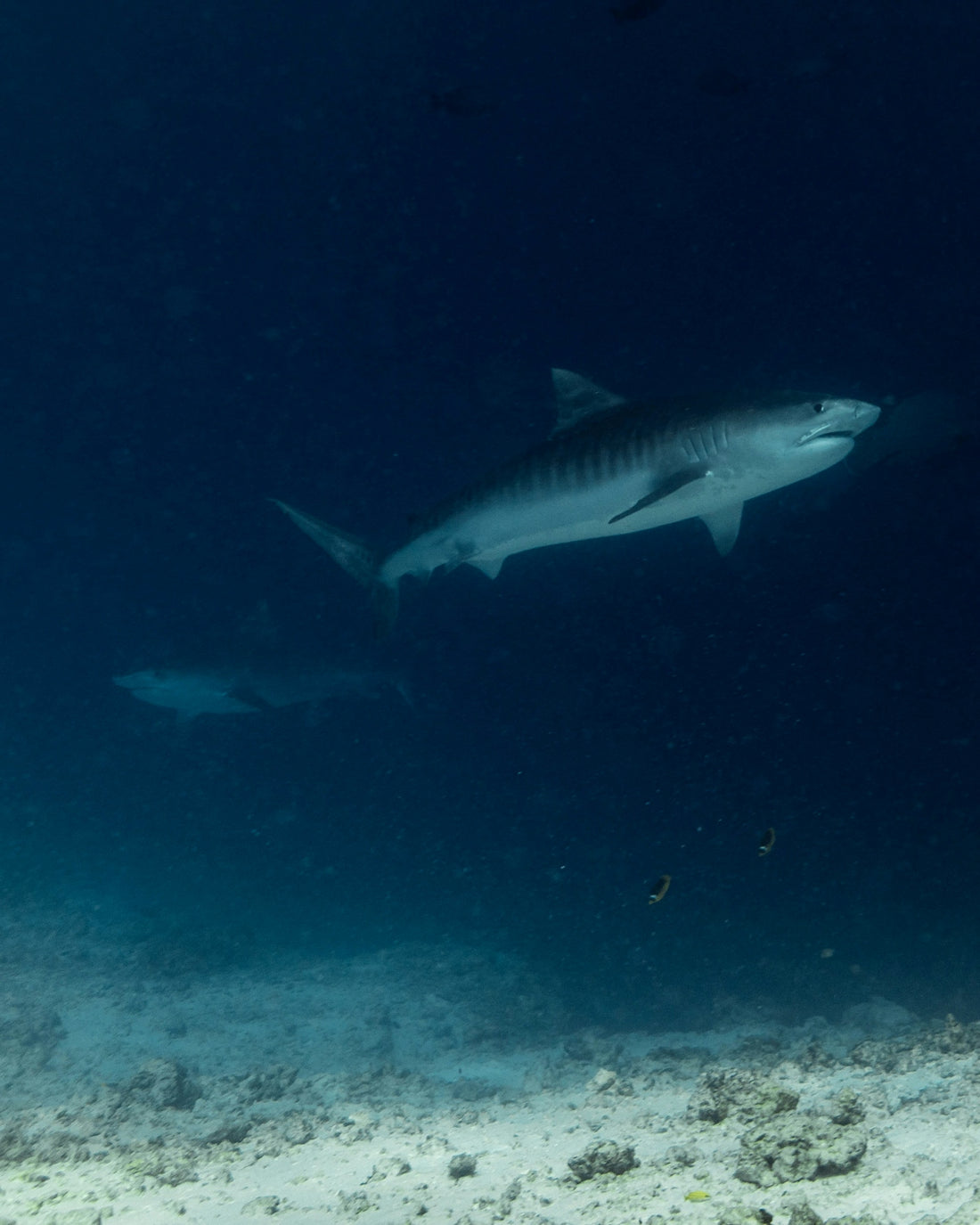 a large shark swimming in the ocean