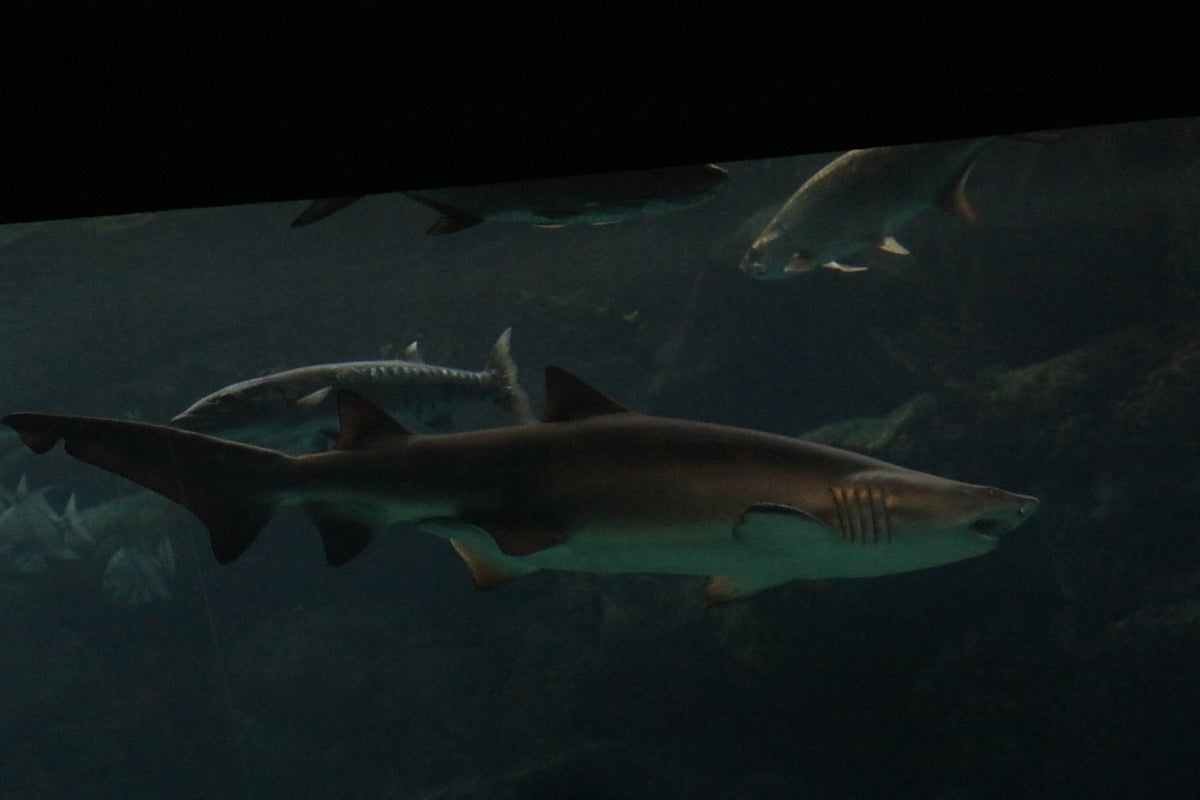 a group of sharks swimming in an aquarium