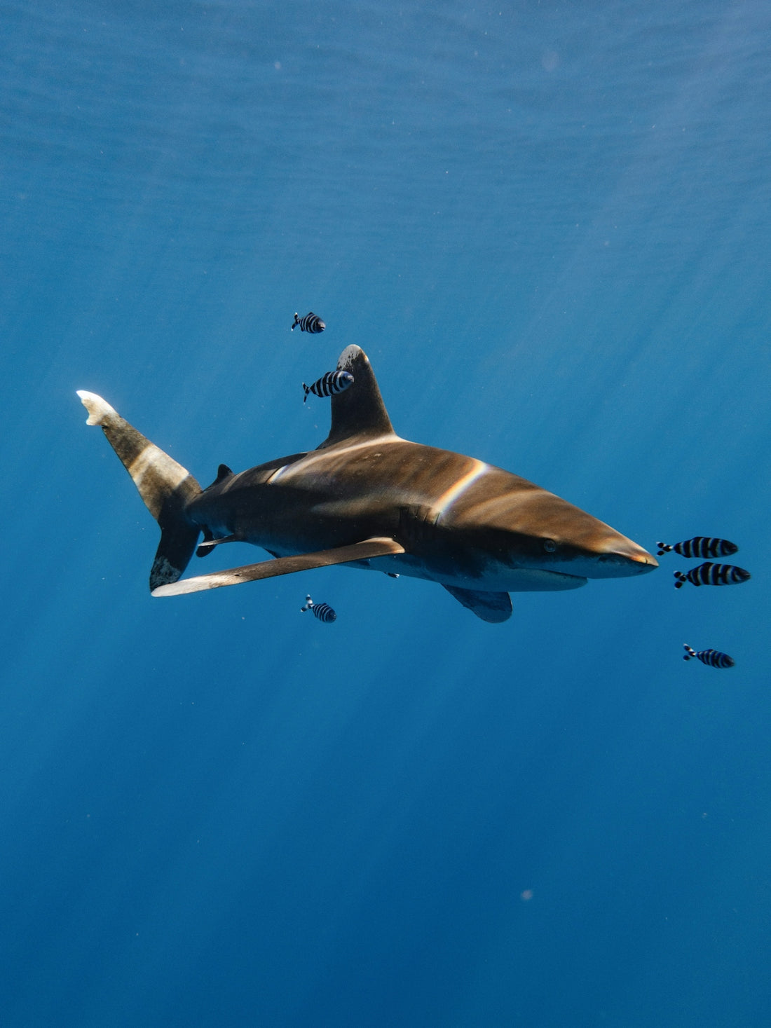 a large shark swimming in the ocean