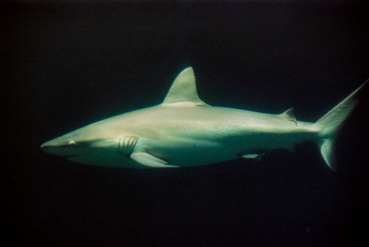 a large white shark swimming in the ocean