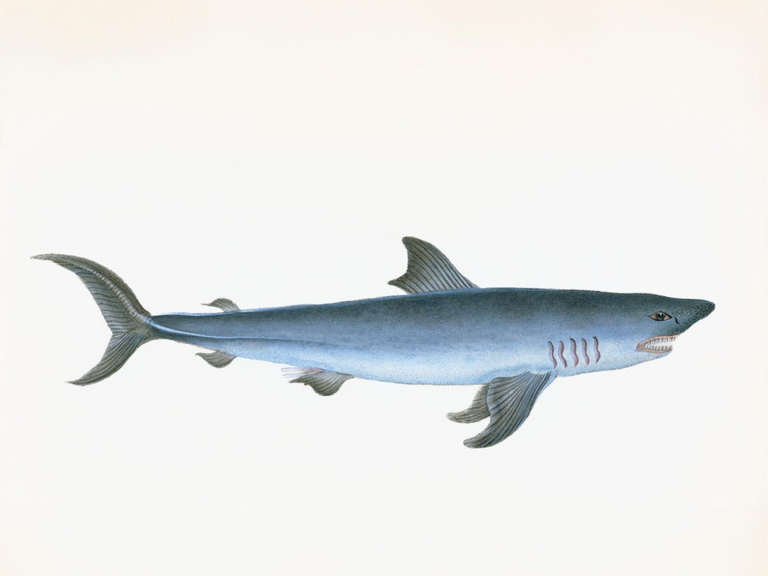 A blue shark swims against a white background.