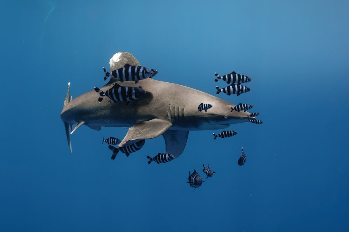 Shark swimming with striped fish underwater