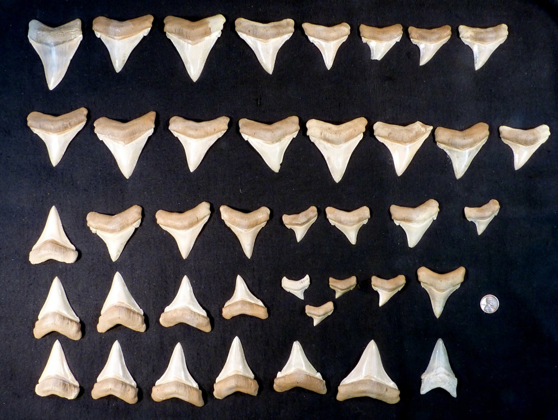 Collection of fossilized shark teeth of various sizes