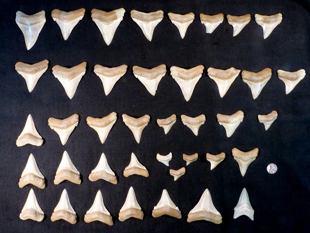 Collection of fossilized shark teeth of various sizes